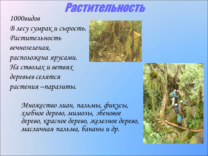 Растительность 1000видов  В лесу сумрак и сырость. Растительность вечнозеленая, расположена ярусами. На стволах